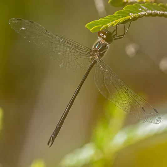 Austrophya mystica male-3.jpg